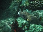 Snorkeling at Cpt Cook Monument
